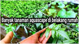 Ada banyak tanaman aquascape di belakang rumah ayo kita kenali  update dsm sistem [upl. by Lola]