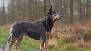 Getting to Know the Australian Cattle Dog Everything You Need to Know [upl. by Drew332]