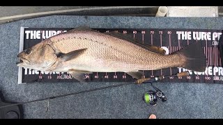 1m Swan river mulloway on bream gear 2017 [upl. by Renick]