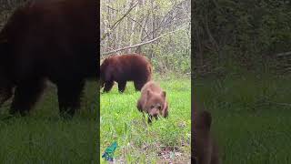 Little bear cub destroys camera [upl. by Nnazus]