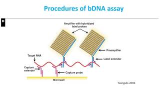 Li virtual teaching presentationbranched DNA assay for HIV [upl. by Jammie]