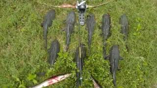 Bowfishing Armored Catfish in Florida [upl. by Margaretha693]