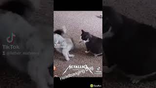 Headbanging Dog funny metallica headband comedy entersandman [upl. by Ayoted]