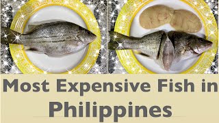 Most Expensive Fish in Philippines [upl. by Riobard]