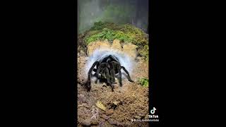 Chilobrachys sp “kaeng krachan”The Dark earth tiger [upl. by Tawsha]