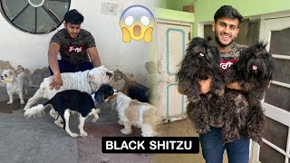 Black Shitzus in India [upl. by Llevrac]