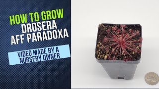 How to Cultivate and Propagate Drosera Paradoxa Wooly Sundew Carnivorous Plant Grow Guide [upl. by Flanigan615]