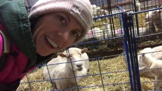 Stuck Lamb  Helping Lamb a Ewe  Vlog 4 [upl. by Landry]