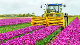 How 2 Billion Tulip Bulbs Are Produced and Harvested  Tulips Cultivation Technique in Green House [upl. by Zaremski]