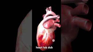 Heart Lub Dub Explore the Amazing World of Cardiology [upl. by Arlette887]