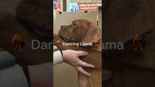 So we went to PetLand today and yea 😂 funny animals puppy fyp trending cute [upl. by Zumstein]