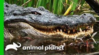 Catching A Massive Gator In A Mississippi Swamp  Gator Boys [upl. by Eninaj47]