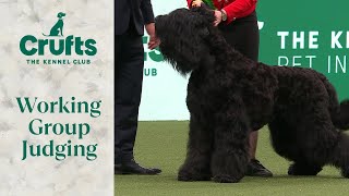 Working Group Judging  Crufts 2024 [upl. by Vatsug]