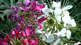 Growing the Cleome Flowers 🌸 from seed FYI report Part 1 [upl. by Entruoc]