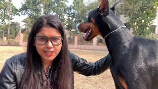 Doberman Dog Breed  Pet Parents In Kolkata  All About Doberman Care  working Breed  Scoobers [upl. by Asyar]