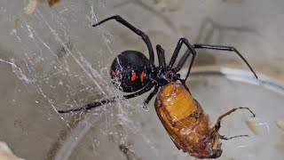 Black widow feeding [upl. by Earl]