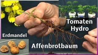 Affenbrotbaum umpflanzen  Erdmandel  Tomaten Hydroponic [upl. by Cathleen]