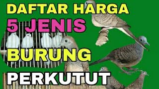 DAFTAR HARGA 5 JENIS PERKUTUT BARUBARU INI [upl. by Enuj]