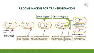 Recombinación en bacterias Transformación [upl. by Duane239]