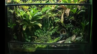 Poison Dart Frog 180 gallon Vivarium update [upl. by Attikin]