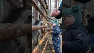 🙂lapland 2024shorts familytime love tampere природа family automobile приколысживотными [upl. by Idnem]