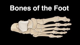 Bones of the Foot [upl. by Amsirac]