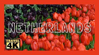 Bienvenue au Royaume de la Tulipe à Keukenhof en Hollande [upl. by Notyap]