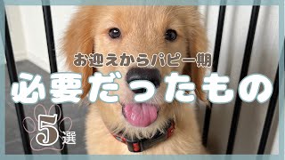 【大型犬子犬】お迎えから1歳まで購入品紹介，良かった点困った点を詳しく解説【ゴールデンレトリバー】 [upl. by Amzaj]