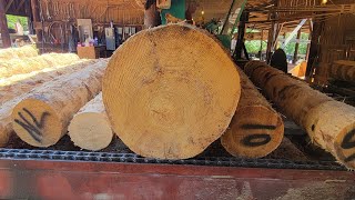 Sawing a very large 32 inch loblolly pine 57 [upl. by Notniw926]