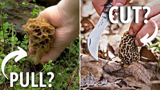 The CORRECT way to harvest morels [upl. by Elene]