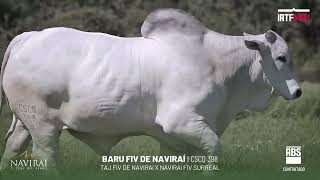 📹🧬BARU FIV DE NAVIRAÍ I CSCQ 398 [upl. by Roley35]