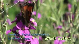 Small tortoiseshell butterfly  kleine vos  aglais urticae [upl. by Nerrual858]