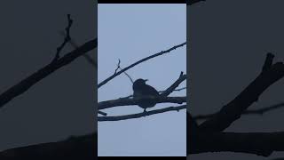 Rare Moment OneLegged Sunbird Sings at Dawn Revealing Hidden Surprise [upl. by Adnawyek850]