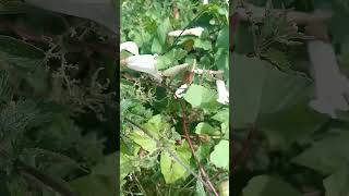 Bindweed  strange but true fact Calystegia septum read full description gardening [upl. by Dorsman]