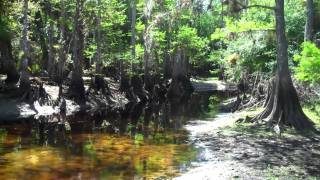 Fisheating Creek Glades County Florida [upl. by Nagiam]