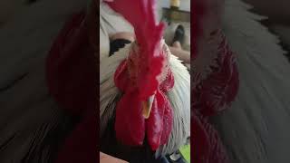 My chicken singing🐓🐓 [upl. by Bendick]