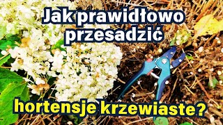 Jak prawidłowo przesadzić hortensje krzewiaste 🌿 ✂️ 🌧️ [upl. by Ainaznat]