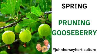 HOW TO PRUNE A GOOSEBERRY BUSH IN SPRING [upl. by Remus362]