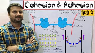 Cohesion and Adhesion हिंदी में [upl. by Mike]