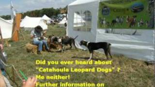 Louisiana Catahoula Leopard Dog [upl. by Naillimxam]