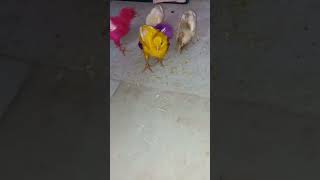 Baby chirping chicks ASMR shortsmohammed salman [upl. by Ehsom519]