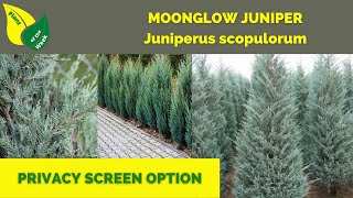 Moonglow Juniper  Juniperus scopulorum Moonglow [upl. by Detta9]