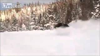 giant moose running in snow caught on tape [upl. by Adnohr]