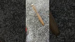 Do you know what kind of insect is this Phasmids or Phasmatodea asmr insect shorts [upl. by Myrah]