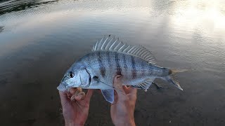 Bonza Bay Estuary  Fun Catching Pignose Grunters  Eastern Cape South Africa [upl. by Amlez440]