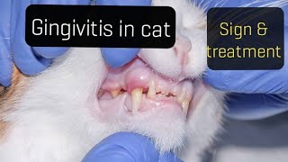 Gingivitis in cat  Introduction Sign amp treatment [upl. by Timmi]