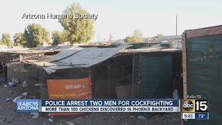 100 roosters from Phoenix cockfighting operation euthanized [upl. by Ahsimak218]