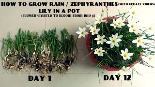 How to Grow Rain  Zephyranthes Lily in a Pot With Update Videos [upl. by Kcirddes603]