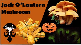 The Jack O Lantern Mushroom Omphalotus illudens the Orange Mushroom [upl. by Acira20]