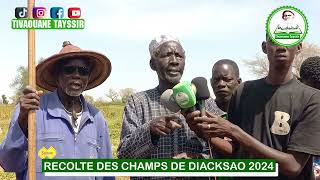 REPORTAGE RECOLTE DES CHAMPS DE DIACKSAO 2024 [upl. by Buatti]